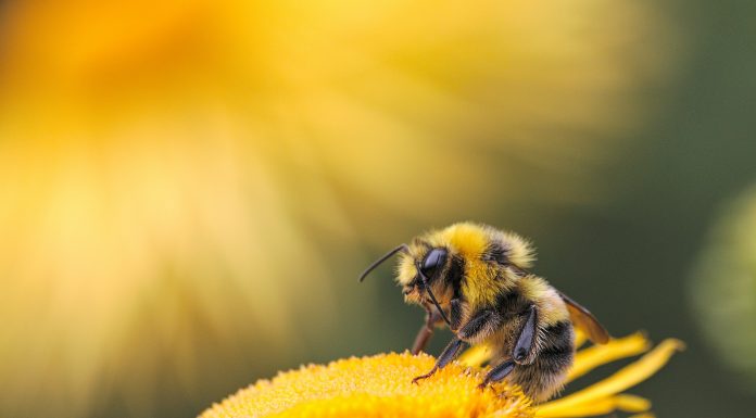 Product Development in Pensions: An Interview with Jasper Martens